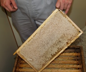 Honigproduktion 2021