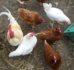 Hühnerfarm Thailand