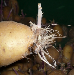 Kartoffelanbau Mecklenburg-Vorpommern