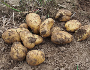 Kartoffelernte 2021