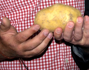 Kartoffelprofis