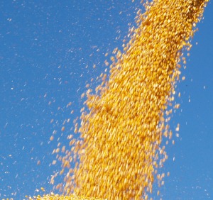 Kunststoff aus Mais