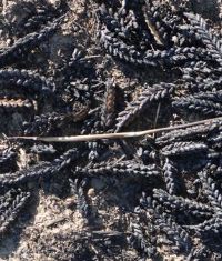 Mähdrescher brennt bei Klein Warin - vier Hektar Getreide vernichtet