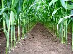 Maisanbau ohne Erosion?: Zwischensaat mit Gras ohne Ernteverluste