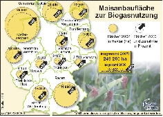 Maisanbauflche Biogasnutzung