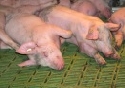 Marktkommentar Schweine