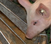 Metalldiebe stehlen Futtertröge aus Schweinezucht