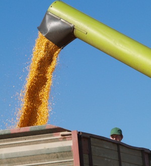 Metallschrauben in Maispflanzen stoppen Erntemaschine
