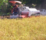 Neues Reisfungizid Isotianil in Japan zugelassen