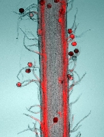 Pollenschluche von Mais (rot gefrbt) wachsen zum Transport der unbeweglichen mnnlichen Spermazellen zum weiblichen Eiapparat, um dort die Spermazellen zur Befruchtung zu entlassen. (Foto: Universitt Regensburg)