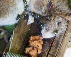 Ratten-Bekmpfung Schlagfalle