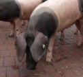 Rege Nachfrage nach Schlachtschweinen