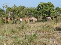 Rinder vernderten das kologische Gefge der Savanne (Bild: J. Sitters / ETH Zrich)
