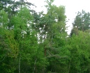Sachsens Wald