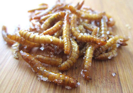 Salted Worms
