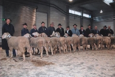 Schafe Elite-Auktion 