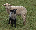 Schafe pflegen Heide im Kreis Nienburg 