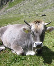 Schmallenberg-Virus bei Rindern 2012 - Italien