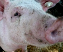 Schweine-Influenza A/H1N1