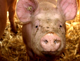 Schweine in Dänemark