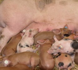 Schweinebestand Dnemark 2014