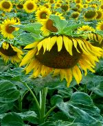 Sonnenblumen Statistik Italien