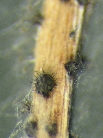 Sporenkrper von Colletotrichum acutatum