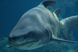 Tigerhai Attacke 2013