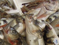 Umweltschädliche Überfischung