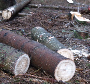 Unbekannte fällen 34 Bäume in der Altmark