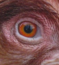 Vogelgrippe - Aurich | 20.03.2020