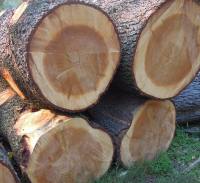 Waldarbeiter in Schmallenberg durch rollende Holzstämme verletzt