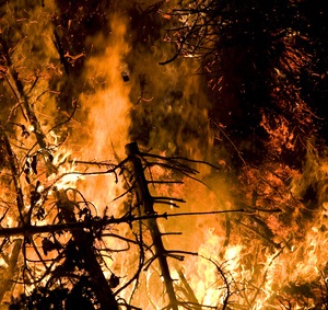 Waldbrandgefahr nimmt stark zu