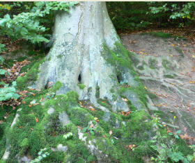 Waldzustandsbericht Rheinland-Pfalz
