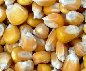 Warenterminbörse Mais