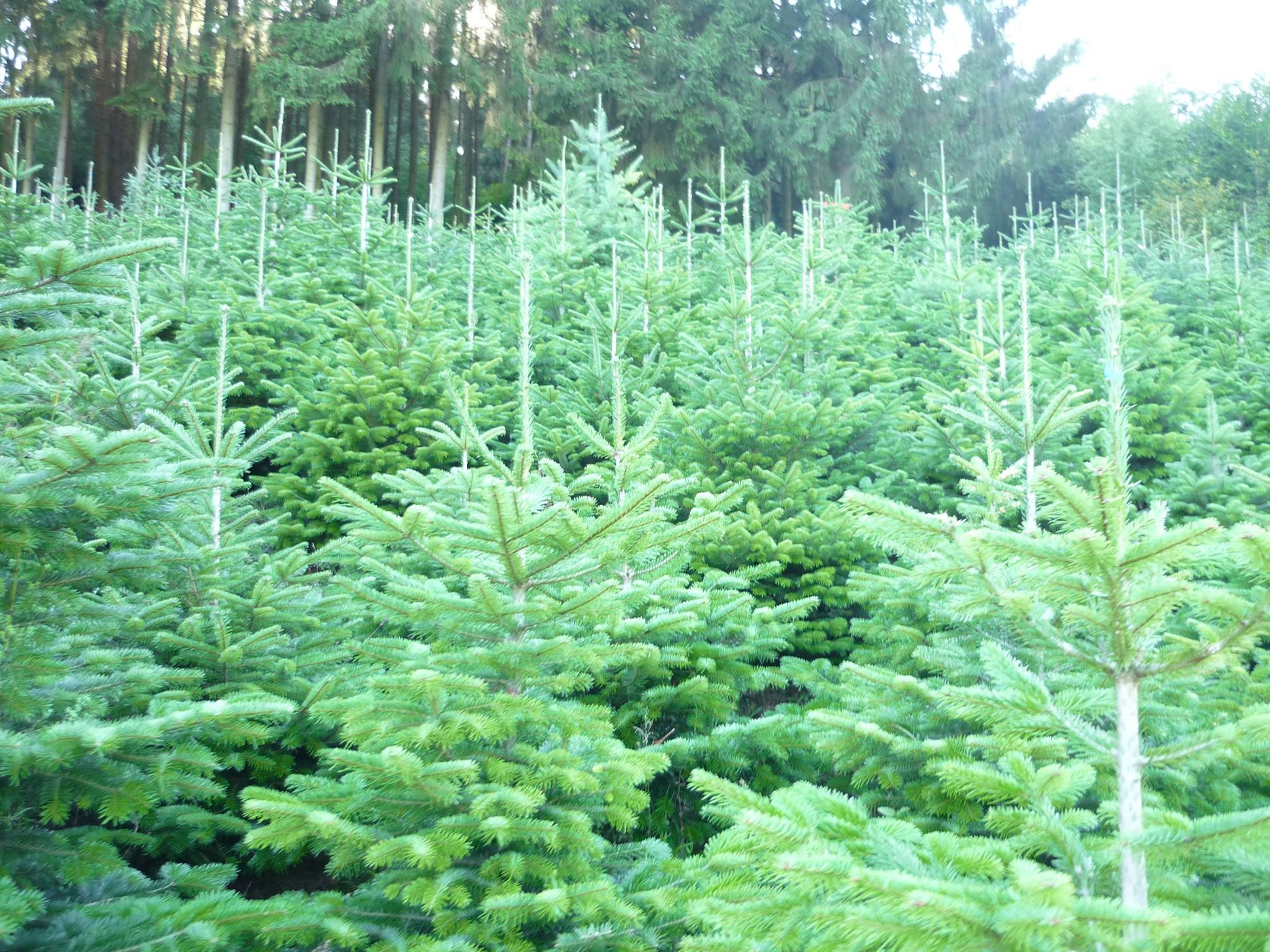 Weihnachtsbäume aus Bayern und Baden-Württemberg - Weihnachtsbäume Meßthaler