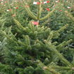 Weihnachtsbäume selber schlagen - Bondorf
