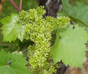 Weinbau im Frühjahr