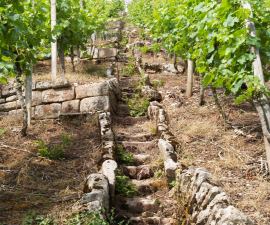 Weinbau in Steillagen