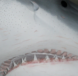 Weißer Hai Attacke 2012