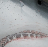 Weißer Hai Stintino