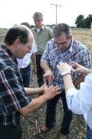 Weizenexperte und Trger des Wissenschaftspreises der Stadt Freising Dr. Lorenz Hartl (links) erklrt den brasilianischen Fachleuten die Feldversuche der LfL zur Zchtung resistenter Weizensorten. (Foto: Dr. P. Doleschel, LfL)
