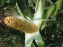 Weltweit erster trockentoleranter Mais rckt der Markteinfhrung einen Schritt nher