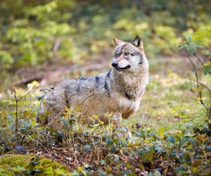 Wolfs-Nachweis Pfalz