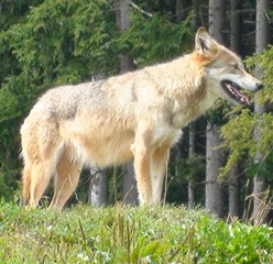Wolfspaar in Lübtheener Heide