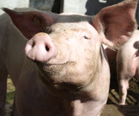 Zahl von Rindern und Schweinen in Niedersachsen 2019