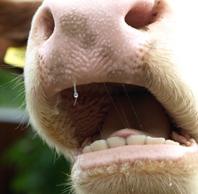 Zahnersatz Kuh