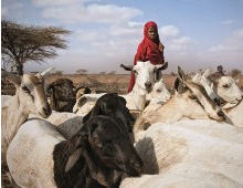 Ziegenhaltung in Somalia